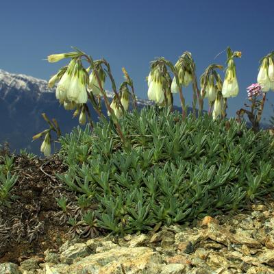 Onosma stridii Teppner.