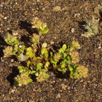 Polycarpon tetraphyllum (L.) L.