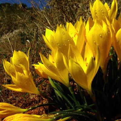 Sternbergia lutea (L.) Ker-Gawl. ex Spreng.