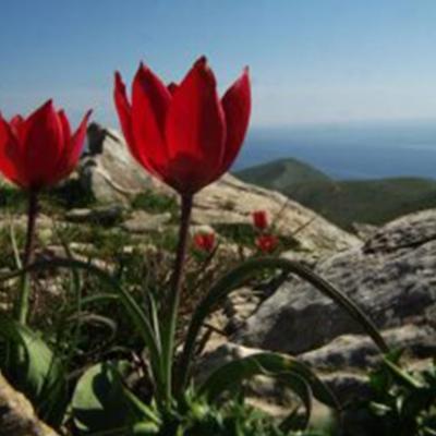 Tulipa goulimyi Sealy & Turrill.