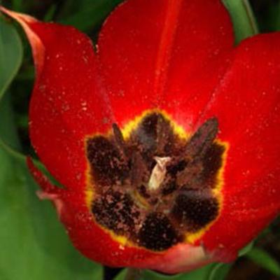 Tulipa undilatifolia Boiss.