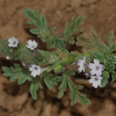 Verbena supina L.