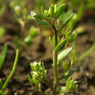 Veronica oetaea Gustavsson