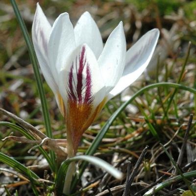 Crocus biflorus Mill. subsp. nubigena (Herb.) B. Mathew