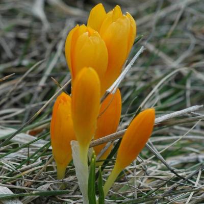 Crocus chrysanthus (Herb.) Herb.