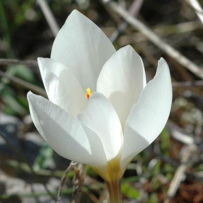 Crocus hadriaticus Herb.