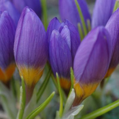 Crocus nivalis Bory & Chaub.