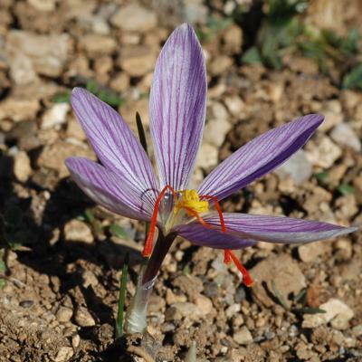 Crocus oreocreticus B.L. Burtt