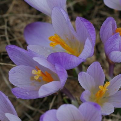 Crocus veluchensis Herb.