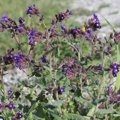 Anchusa undulata L. subsp. sartorii (Guşul) Selvi & Bigazzi.