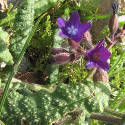 Anchusa undulata L. subsp. sartorii (Guşul) Selvi & Bigazzi.