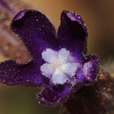 Anchusa undulata L. subsp. sartorii (Guşul) Selvi & Bigazzi.