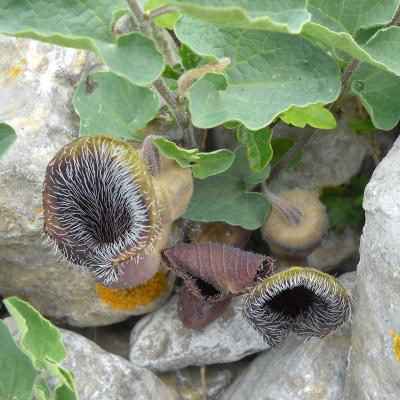 Aristolochia cretica Lam.