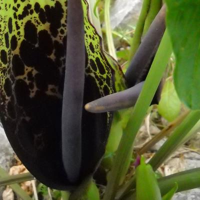 Arum dioscoridis Sm.