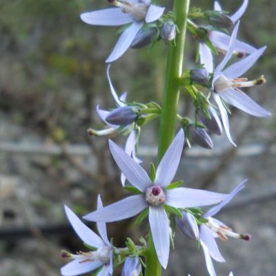 Asyneuma giganteum (Boiss.) Bornm.