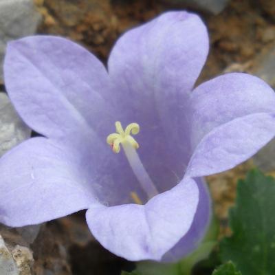 Campanula carpatha Halácsy