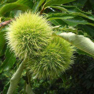 Castanea sativa Mill.