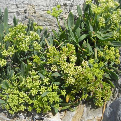 Crithmum maritimum L.