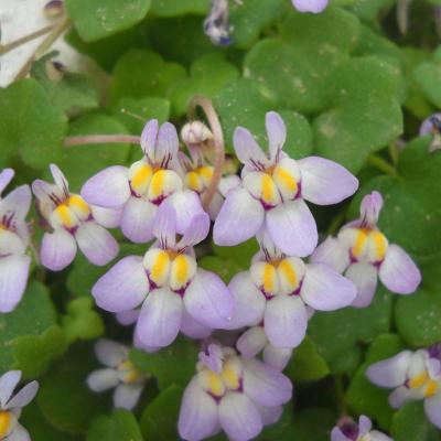 Cymbalaria microcalyx (Boiss.) Wettst. subsp. dodekanese Greuter