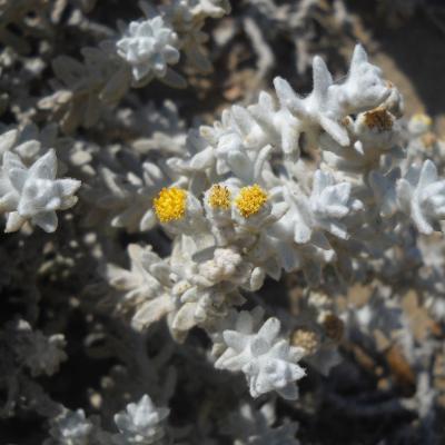 Achillea maritima (L.) Ehrend. & Y. P. Guo