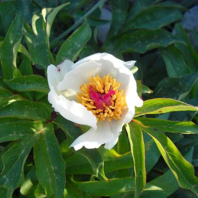 Paeonia clusii Stern