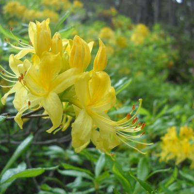 Rhododendron luteum Sweet