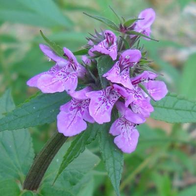 Stachys palustris L.