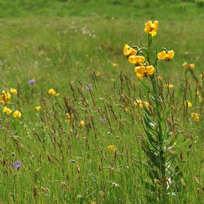 Αλπικό λιβάδι με (Alpine meadow with ) Lilium albanicum 