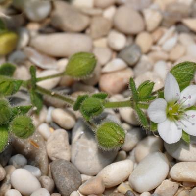 Arenaria leucadia Phitos & Strid.