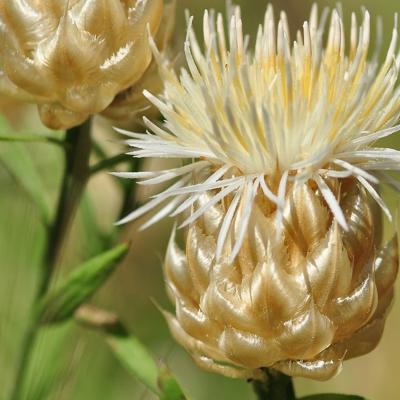 Centaurea chrysocephala Phitos & T. Georgiadis.