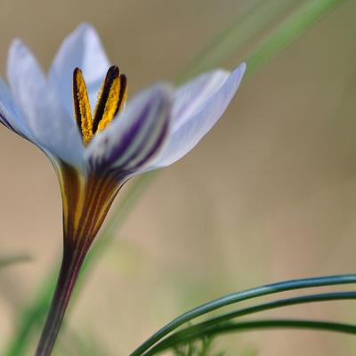 Crocus biflorus Mill. subsp. nubigena (Herb.) B. Mathew.