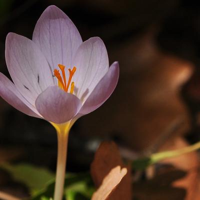 Crocus robertianus C.D. Brickell.