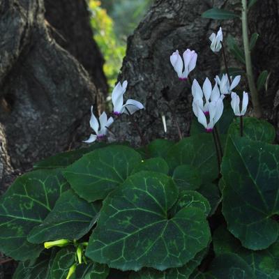 Cyclamen persicum Mill.