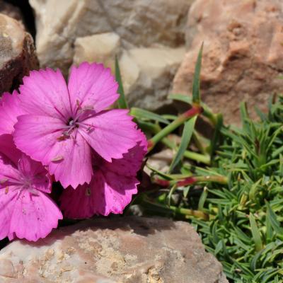 Dianthus haematocalyx Boiss. & Heldr. subsp. ventricosus Maire & Petitm.