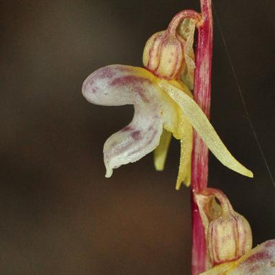 Epipogium aphyllum Sw.