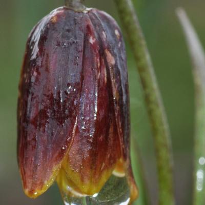 Fritillaria drenovskii Degen & Stoj.