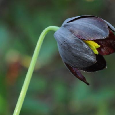 Fritillaria obliqua Ker-Grawl.