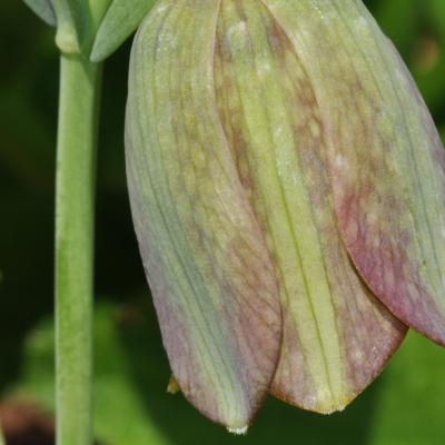 Fritillaria thessala (Boiss.) Kamari subsp. ionica (Halácsy) Kamari.