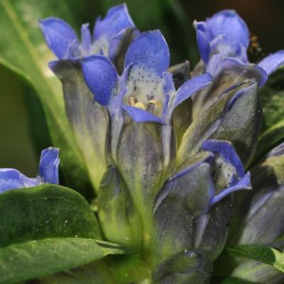 Gentiana cruciata L.