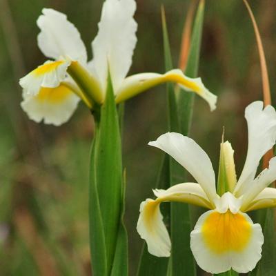 Iris orientalis Mill.