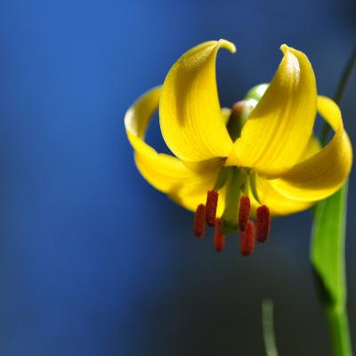 Lilium albanicum Griseb.