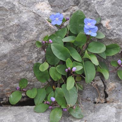 Omphalodes luciliae Boiss.