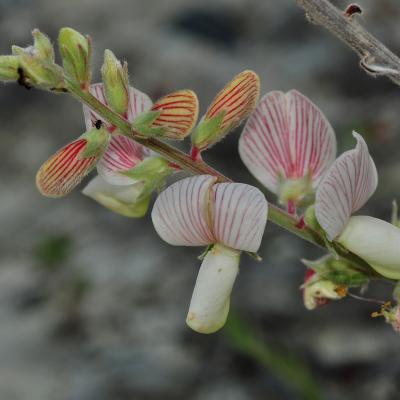 Onobrychis aliacmonia Rech. f.