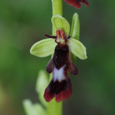 Ophrys insectifera L.