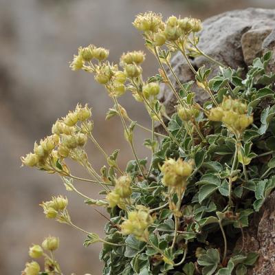 Potentilla speciosa Willd.