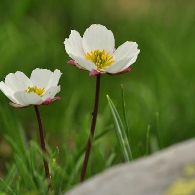 Ranunculus cacuminis Strid & Papan.