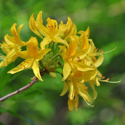 Rhododendron luteum Sweet.