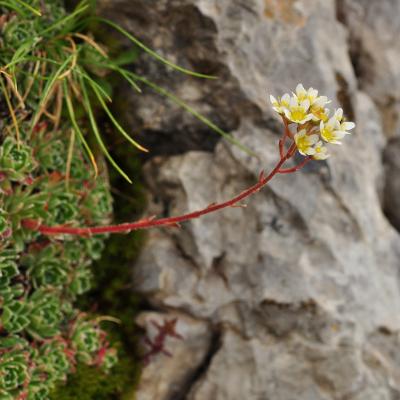 Saxifraga paniculata Mill.