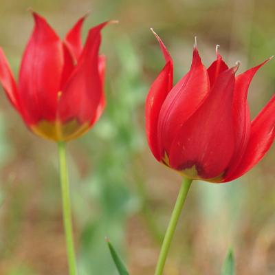 Tulipa undulatifolia Boiss.