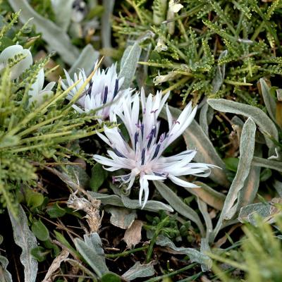 Centaurea baldaccii Bald.